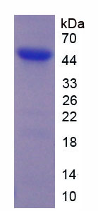 Figure 1. SDS-PAGE