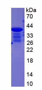 Figure 1. SDS-PAGE