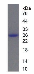 Figure 1. SDS-PAGE