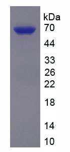 Figure 1. SDS-PAGE