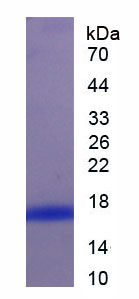 Figure 1. SDS-PAGE