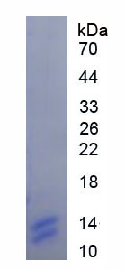 Figure 1. SDS-PAGE