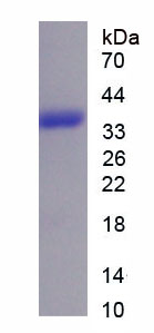 Figure 1. SDS-PAGE