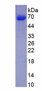 Figure 1. SDS-PAGE