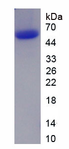 Figure 1. SDS-PAGE