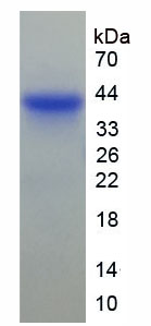 Figure 1. SDS-PAGE