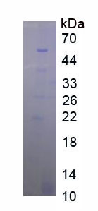 Figure 1. SDS-PAGE