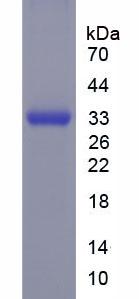 Figure 1. SDS-PAGE