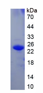 Figure 1. SDS-PAGE