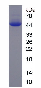 Figure 1. SDS-PAGE