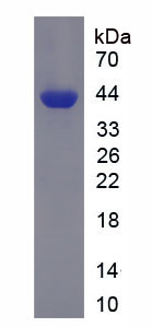 Figure 1. SDS-PAGE