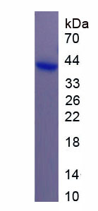 Figure 1. SDS-PAGE