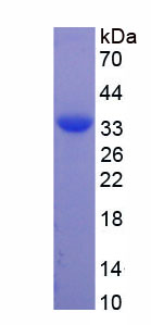 Figure 1. SDS-PAGE