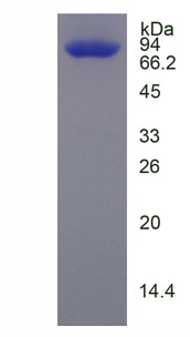 Figure 1. SDS-PAGE