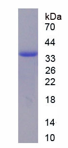 Figure 1. SDS-PAGE