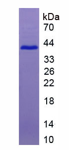 Figure 1. SDS-PAGE