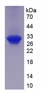 Figure 1. SDS-PAGE