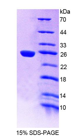 Figure 1. SDS-PAGE