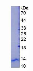 Figure 1. SDS-PAGE