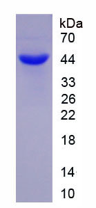 Figure 1. SDS-PAGE