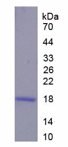 Figure 1. SDS-PAGE