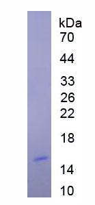 Figure 1. SDS-PAGE