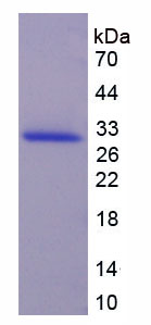 Figure 1. SDS-PAGE