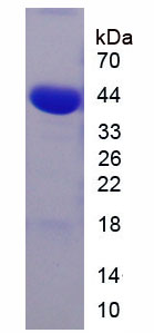 Figure 1. SDS-PAGE