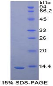 Figure 1. SDS-PAGE
