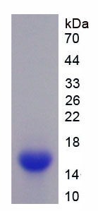 Figure 1. SDS-PAGE