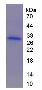 Figure 1. SDS-PAGE