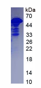 Figure 1. SDS-PAGE
