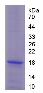 Figure 1. SDS-PAGE