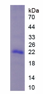 Figure 1. SDS-PAGE