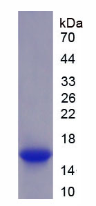 Figure 1. SDS-PAGE