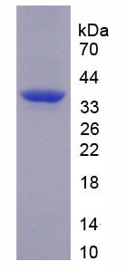 Figure 1. SDS-PAGE