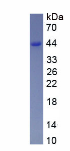 Figure 1. SDS-PAGE