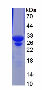 Figure 1. SDS-PAGE