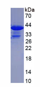 Figure 1. SDS-PAGE