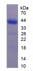 Figure 1. SDS-PAGE