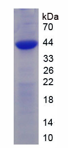 Figure 1. SDS-PAGE