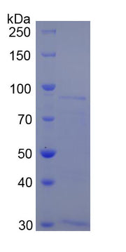 Figure 1. SDS-PAGE