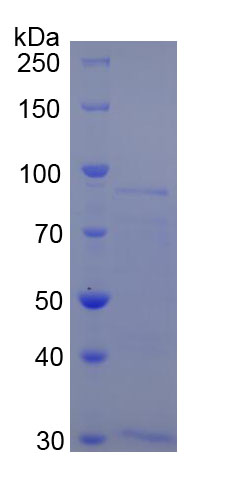 Figure 1. SDS-PAGE