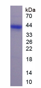 Figure 1. SDS-PAGE