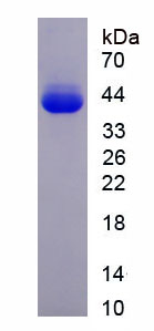 Figure 1. SDS-PAGE