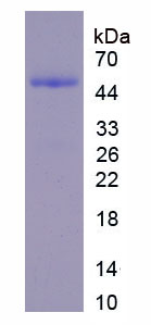 Figure 1. SDS-PAGE