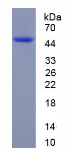 Figure 1. SDS-PAGE