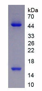 Figure 1. SDS-PAGE