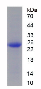 Figure 1. SDS-PAGE