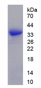 Figure 1. SDS-PAGE